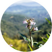 flowering plant of Eriodictyon californicum grow in mountain