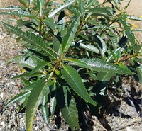 shrubs of Eriodictyon californicum with green leaves grow in arid field