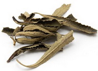 dried brown herb segments of Yerba Santa