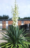 flowering plant of Yucca glauca with white flower spike grow in sunny days