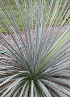 Yucca