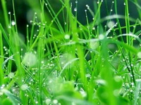 Spring and dampness Icon 02