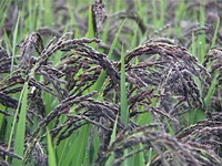 Spring Food Black rice