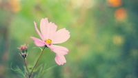 Tips for health preservation in spring:Introduction.