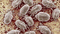 bedding and mites 03