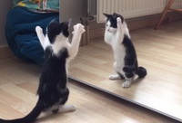 Looking in the mirror 05