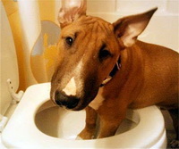 Regular defecation 04