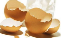 Eggshell 04