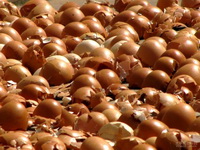 Eggshell 05