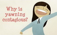 Introduction of The purpose and function of yawning.