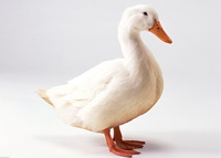 Duck 01