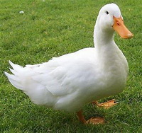 Duck 02