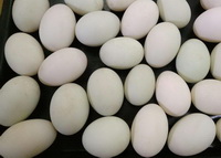 Duck Egg 04