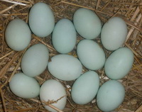 Duck Egg 05