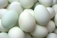 Duck Egg 06