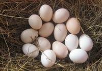 The health benefit and functions of eggs.