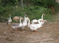 Geese 01