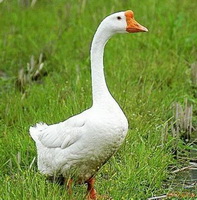 Goose 02