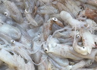 The health benefit and nutritional value of inkfish.