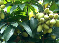 The health benefit and functions of olive oil, its edible method and beauty method.