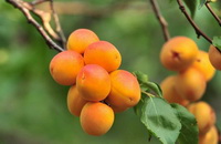 The health benefit and nutritional values of almond.