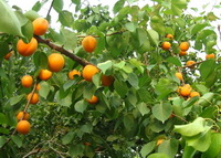 Almond 03