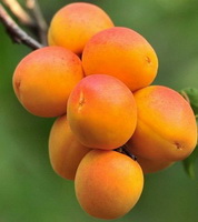 Almond 04