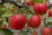 How about an apple for dinner