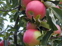 The nutritional value of apples