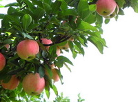 What are the advantages of eating apples