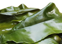 Kelp