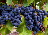 Grapes Photo 05