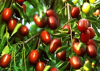 Introduction of Jujube