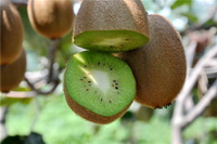 Kiwi fruit 02