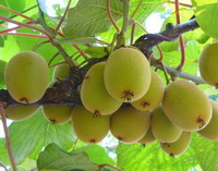 Kiwi fruit 04