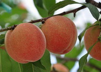 Introduction of peach