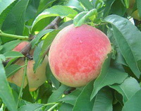 The efficacy and function of peach