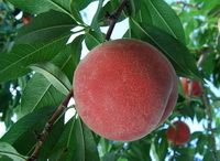 How to eat peaches