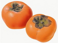 Persimmon Fruit 03