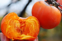 Persimmon Fruit 04