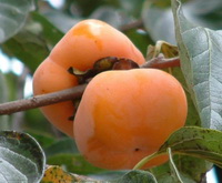Persimmon Fruit 05