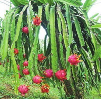 Dragon fruit:Edible value of pitaya fruit.