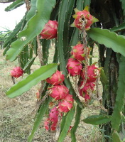 Pitaya fruit Icon 03