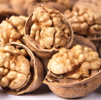 Introduction of walnut