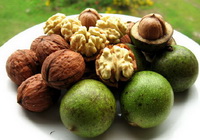 Walnut and Walnut Kernel 06