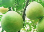 Grapefruit