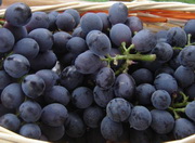 Grapes