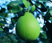 Pomelo peel
