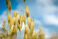 Oat