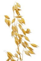 Oats in autumn